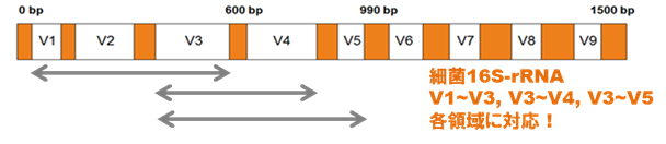 細菌16S-rRNA V1-V3,V3-V4,V3-V5各領域に対応